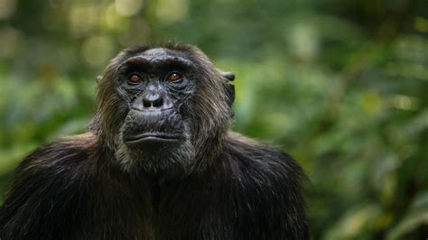 Bonobo Vs Chimpanzee