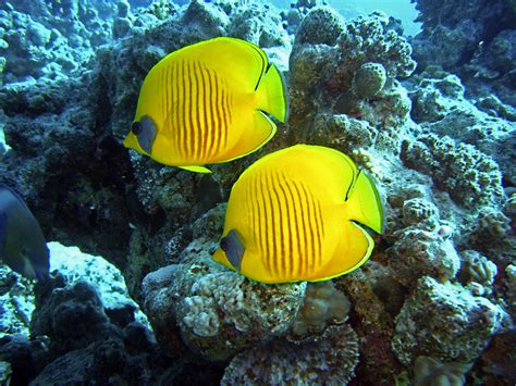 Diving Underwater Water Yellow Fish Free Image