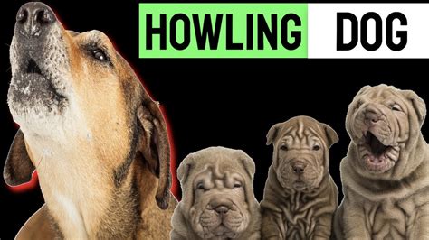 Puppy Howling To Make Your Dog Howl Sound Effect Youtube