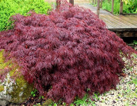 Die folgenden bäume eignen sich hierfür hervorragend: Sträucher für den Steingarten | Garten Wissen