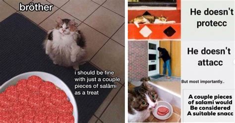 Can cats eat chicken sausages? Funny 'Cats Can Have a Little Salami' Memes PURRRfect for ...