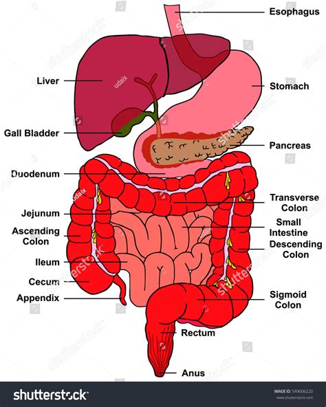 It consists of bile salts, electrolytes (dissolved charged particles. Digestive System Human Body Anatomy All Stock Illustration ...