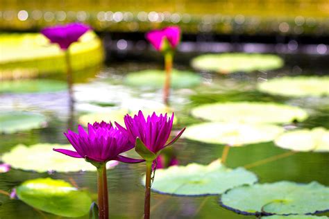 Lotus Bokeh Photograph By Jackie Novak Fine Art America