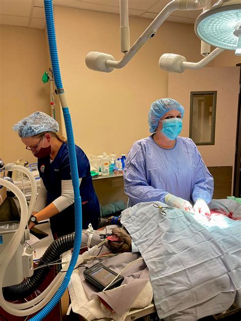 General Surgery for Pets | Willamette Veterinary Hospital