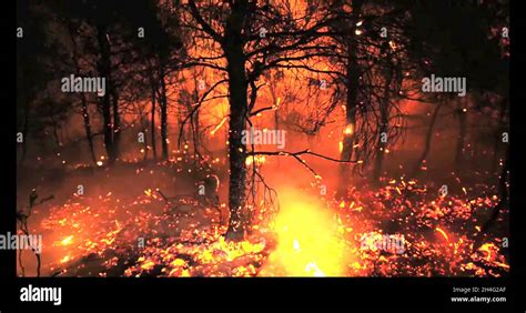 Close Up Of A Burning Forest With Trees And Branches Burning And
