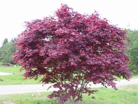 Here is a photo of a small 1g acer palmatum 'emperor i'. Emperor I Japanese Maple - Acer palmatum 'Emperor I ...