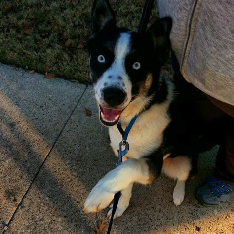 My Adorable Husky Border Collie Mix Puppy Cute Dogs Border Collie