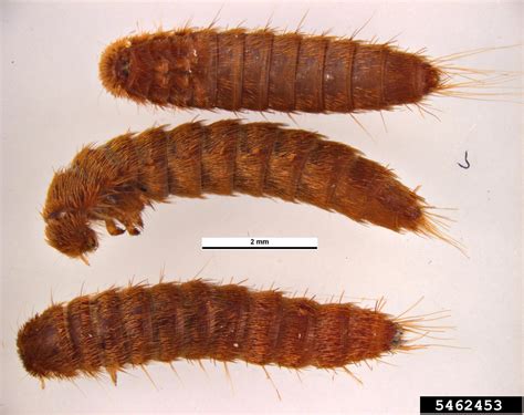 Australian Carpet Beetle Anthrenocerus Australis