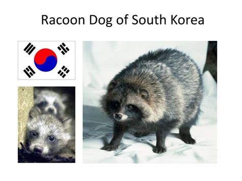 Ppt Racoon Dog Of South Korea Powerpoint Presentation Free Download
