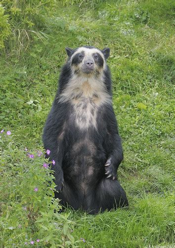 Spectacled Bear Franka Posing For Her Public Adult Fema Flickr