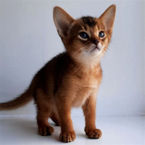 Abyssinians Kittens For Sale United States