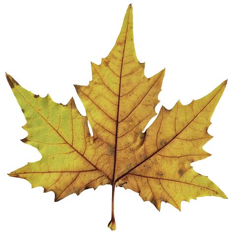 High Resolution Maple Dry Leaf Isolated By Miroslav Boskov