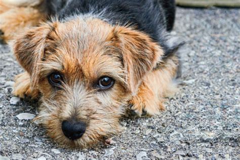 Discover which small dog breeds take home the title for cutest canine. 12 Cute, Small Dog Breeds We Can't Get Enough Of ...