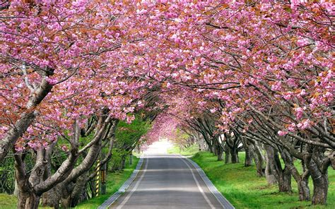 Cherry Blossom Tree Wallpapers Bigbeamng