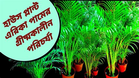 How To Save Dying Palm Tree Plant House Plant Care In Summer Areca