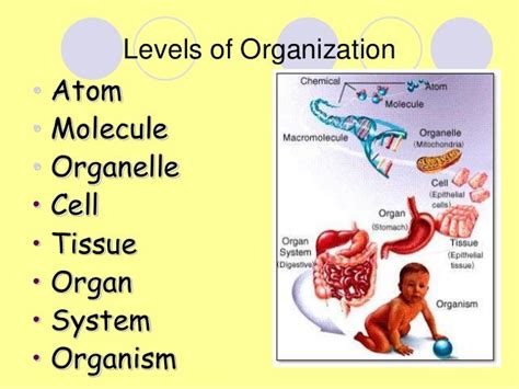 Biological Organization Biology