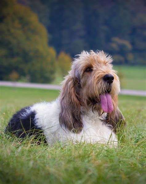 32 Hound Dog Breeds With Incredible Instincts Purewow