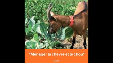 21 ménager la chèvre et le chou ecoledelangues be expressions françaises youtube
