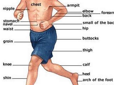 Name Of Body Parts Of Man With Picture Body Parts Man Name Part Names