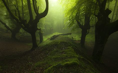 501898 Landscape Nature Mist Path Moss Trees Forest Morning Green