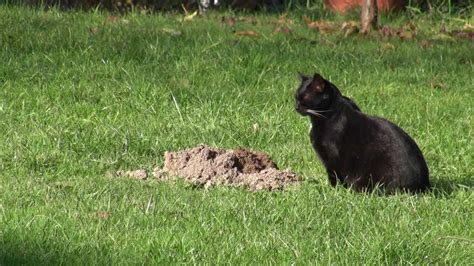 The filter, which displayed a kitten instead of ponton's face, was able to capture the lawyer's horror and confusion, its eyes flitting across the screen as ponton scrambled to remove it. cat digging up moles - YouTube