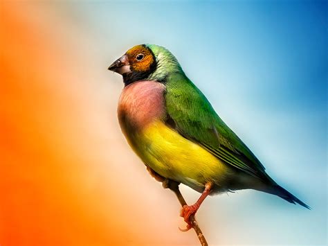 Birds Finch Wallpapers Hd Desktop And Mobile Backgrounds