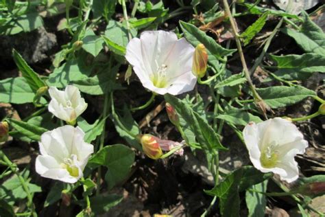 With its round leaves and white flowers, daisies. White Flowering Weeds In Lawns | MyCoffeepot.Org