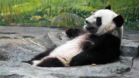 大熊猫呀摄影动物一月成玦 原创作品 站酷 Zcool