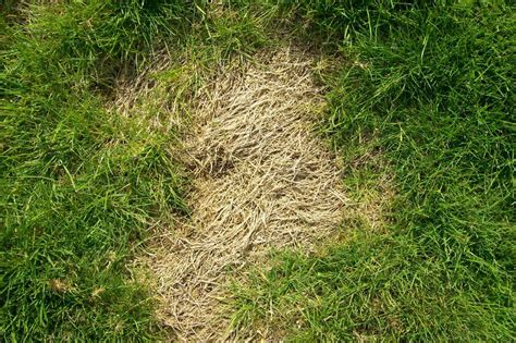 Lawn Grubs How To Identify Get Rid Of And Prevent Them