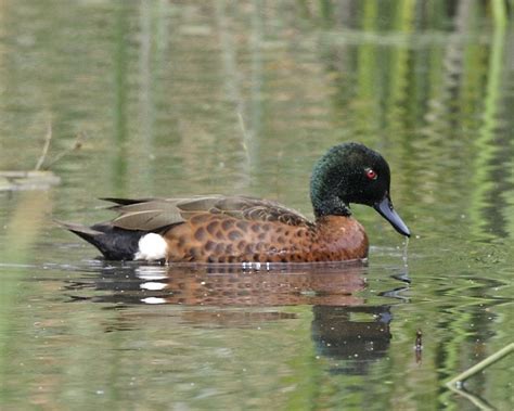 Chestnut Teal Birds Of Los Angeles · Inaturalist