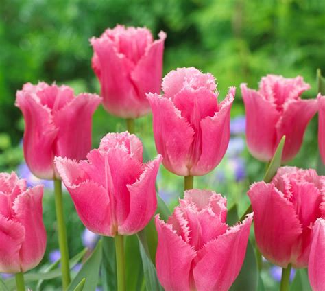18 New Tulips For Your Spring Garden Longfield Gardens