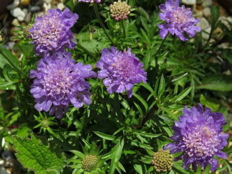 Scabious Japonica Ritz Blue Hardy Perennials Delosperma Cooperi
