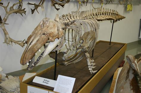 Beluga Whale Skeleton Flickr Photo Sharing