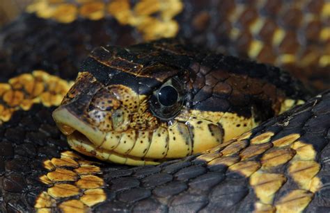 Eastern Hognose Snake Heterodon Platyrhinos Peter Paplanus Flickr