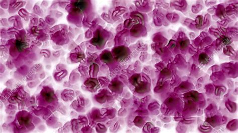 Animation Of Purple Cells And Stock Animation 639965
