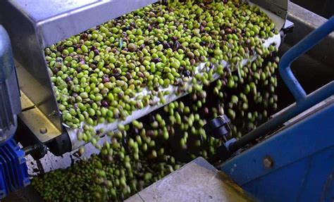 Olive Watchers Spains Civil Guard To Make Surprise Visits To Olive