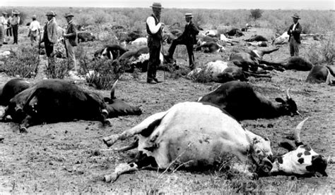 When a large number of infected wild rodents die, fleas that have bitten these animals may bite humans and domestic animals. Rinderpest, a Centuries-Old Animal Disease, Is Eradicated ...