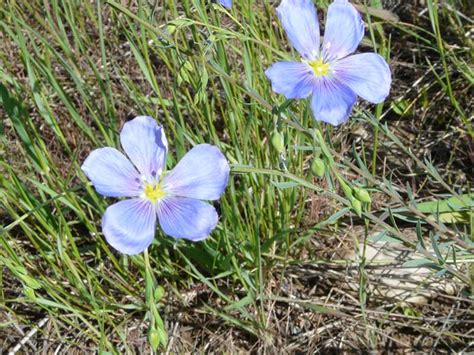 Linum Lewisii Wild Blue Flax Fine Flowers In The Valley