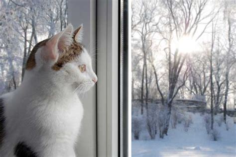 Does Your Cat Get Depression In Winter Light Therapy Can