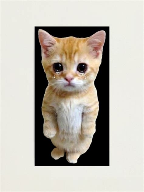 Tij Baza A Spune Adevarul Cat Standing Up Meme Final Mareste Domn
