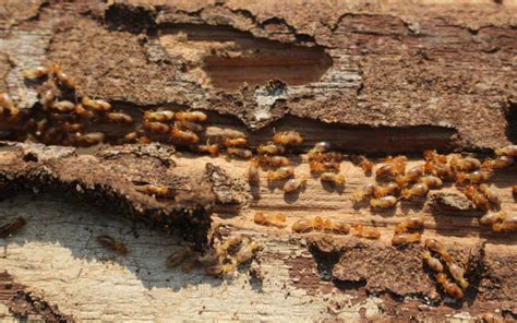 How Fast Do Termites Spread Stampede Pest Control
