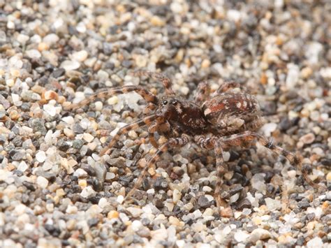 The Mystery Of The Burrow Dwelling Sand Dune Spider Spiderbytes