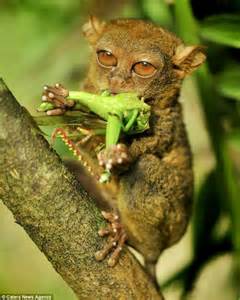 Who You Looking At Tiny Primate Uses His Big Eyes To Spot Up His
