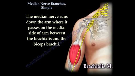 Median Nerve Branches Simple Everything You Need To Know Dr Nabil