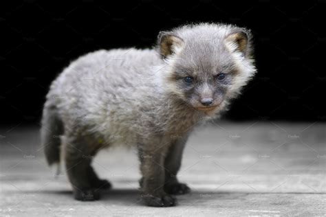 Baby Silver Fox High Quality Animal Stock Photos ~ Creative Market