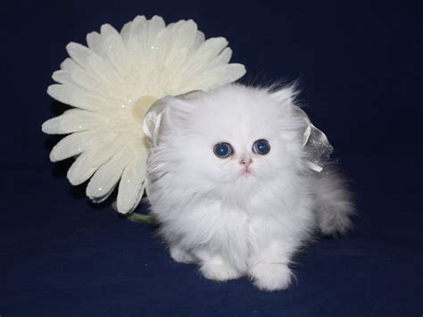 The overall bone structure on a teacup persian kitty is naturally small and will be small their entire life. Teacup Kittens For Sale by Breeders in Florida | Cats Creation