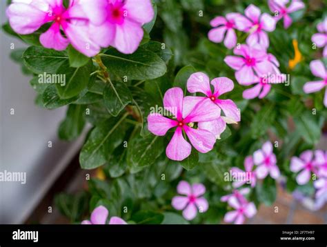 Madagascar Periwinkle Catharanthus Roseus Commonly Known As Bright