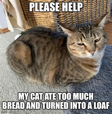 54 Top Images Cat Bread Loaf Meme The Most Adorable Photos Of Cat