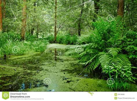 Marsh And Swamp Landscape Stock Photo Image Of Plants Forest 23579936