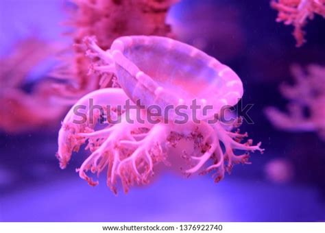 Cassiopea Upsidedown Jellyfish Genus True Jellyfish Stock Photo